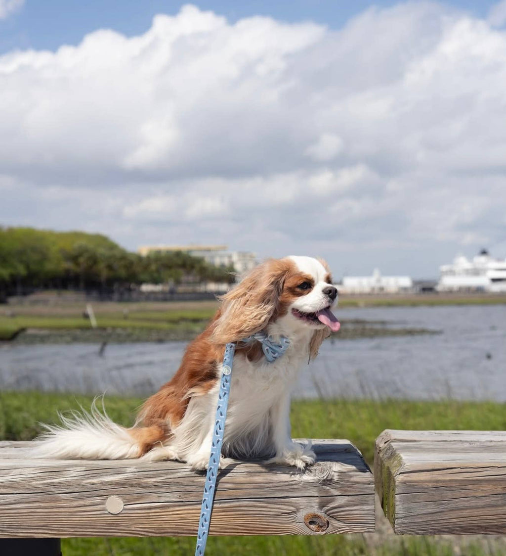 Seabird Leash