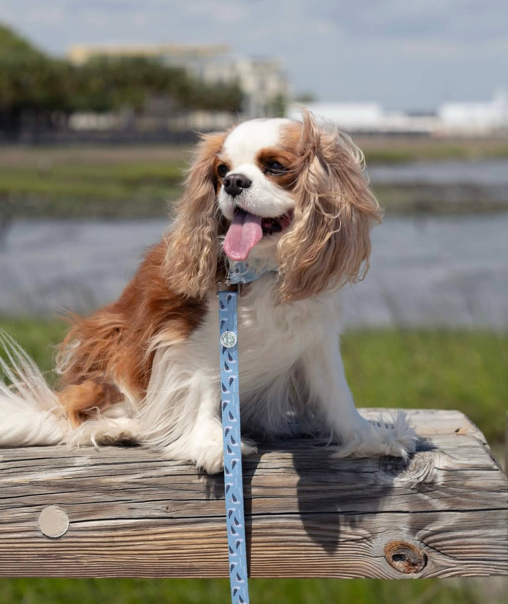 Seabird Leash